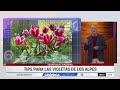 CONSEJOS PARA LAS VIOLETAS DE LOS ALPES: SECRETOS DE JARDINERO CON ALVARO RUIZ MORENO