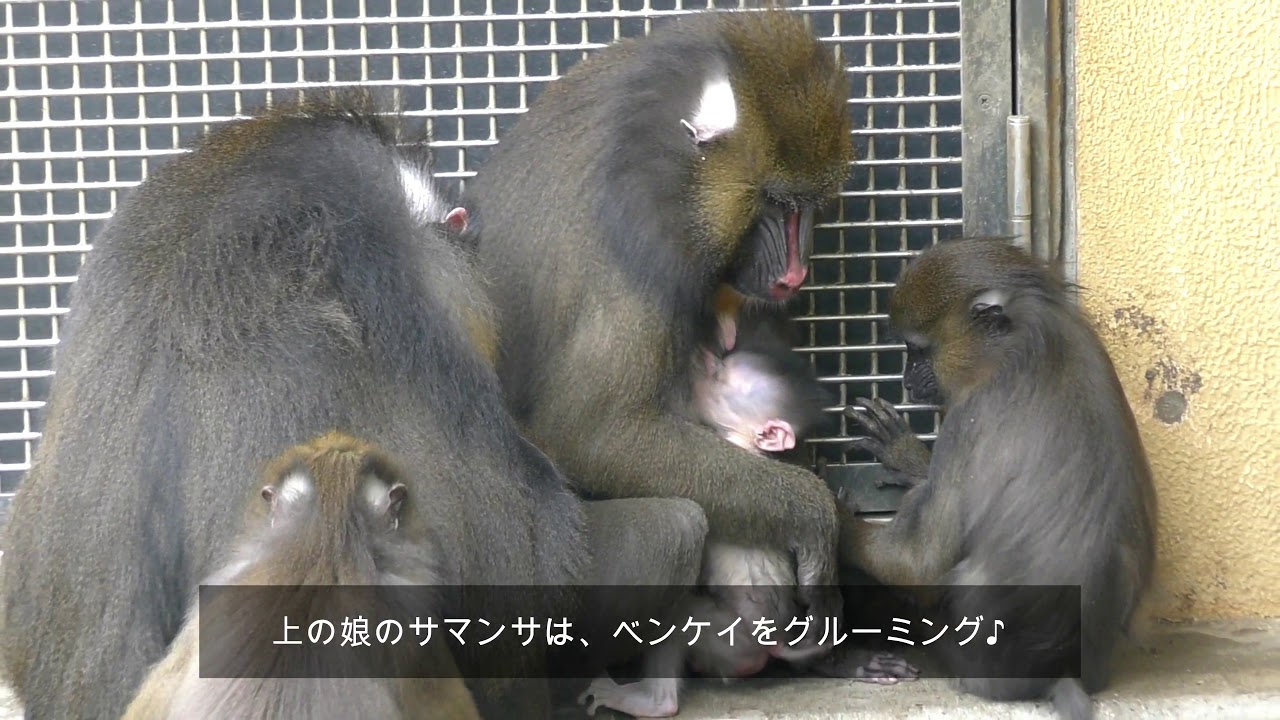 マンドリルの部屋 マンドリルがいる動物園一覧 動物園情報サイトzoo Palette 全国地域別一覧 地方別 エリア別 飼育動物一覧 人気ランキング 園内マップ アクセス 駐車場 休園日 開園時間 入園料 パスポート ふれあい レストラン 授乳室 施設 イベント