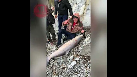 Под Новороссийском, в озере Абрау, продолжают орудовать браконьеры