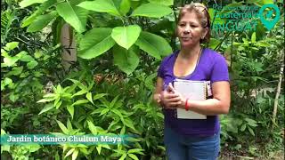 ¡Te llevamos virtualmente al Jardín Botánico Chultún Maya!