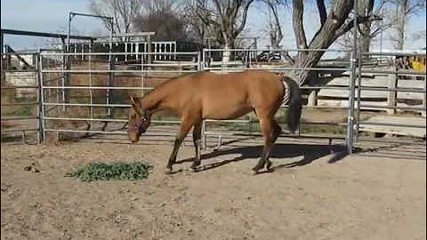 The Sandy Man Yearling Gelding 2