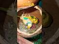 my cat and bird YouTube short reels video