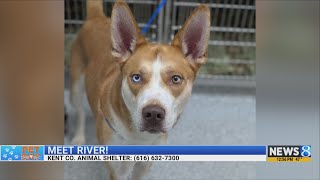 KCAS Pets of the Week: River and Noir