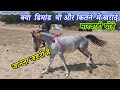 मारवाड़ी घोड़े खरीदने से पहले ये विडियो जरूर देंखे   Balotra Tilwada Horse Pashu Mela Fair Market 2023