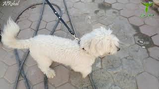 كلب زينة أفضل أنواع الكلاب الصغيرة للتربية في المنزل كلب بولونيز كلب الزينة الصغيرة