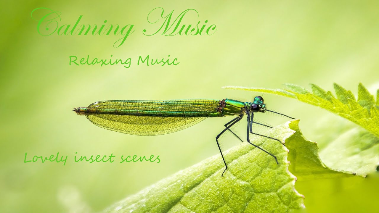 Relaxing & Calming Music: Insect scenes