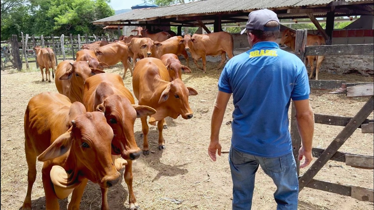GADO SINDI CADA DIA MELHOR 🥇
