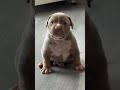 Son looks much better than his father at his age💪🏽🔥 only 4 weeks old! #americanbully #puppy #shorts