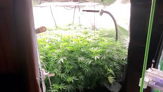 Zkittlez Glue Canuk seeds