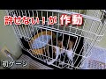 猫をケージに入れたらこうなりました
