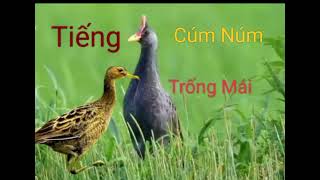 Tiếng Cúm Núm Mồi - Trống Mái - Tiếng Gà Đồng Cho Anh Em Đi Bẫy