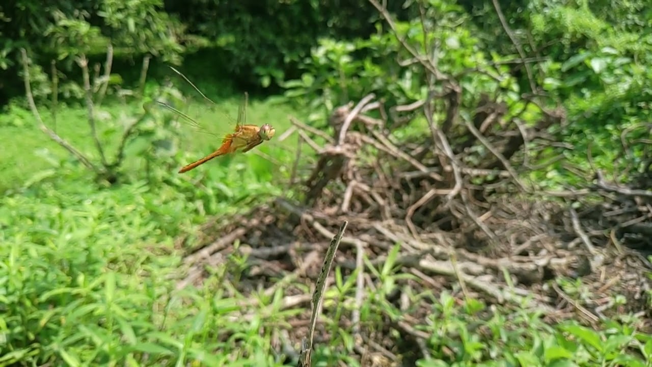 DragonFly flight in Slow-Mo 🤩