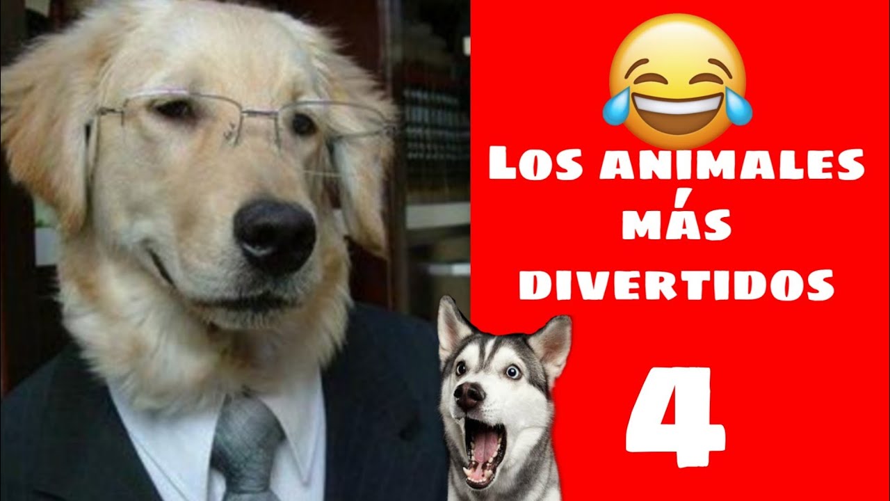 Mascotas Graciosas Para Morirse Dela Risa