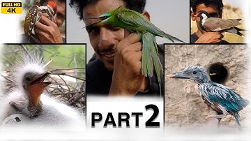 Wild Birds | Breeding & Nesting Behavior of Native Birds| Full Dacumentry 