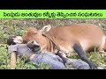 Heartbreaking Goodbyes Between Pets And Their Owners | facts in telugu | telugu | telugu news
