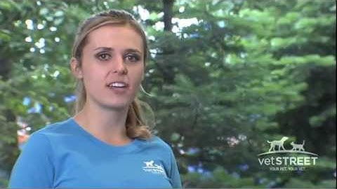 Teach Your Dog Hand Targeting