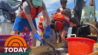 Shark Camp Offers Free Ocean Adventure To Disadvantaged Students screenshot 3