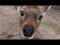 奈良公園　なぜか遠回りする鹿さん