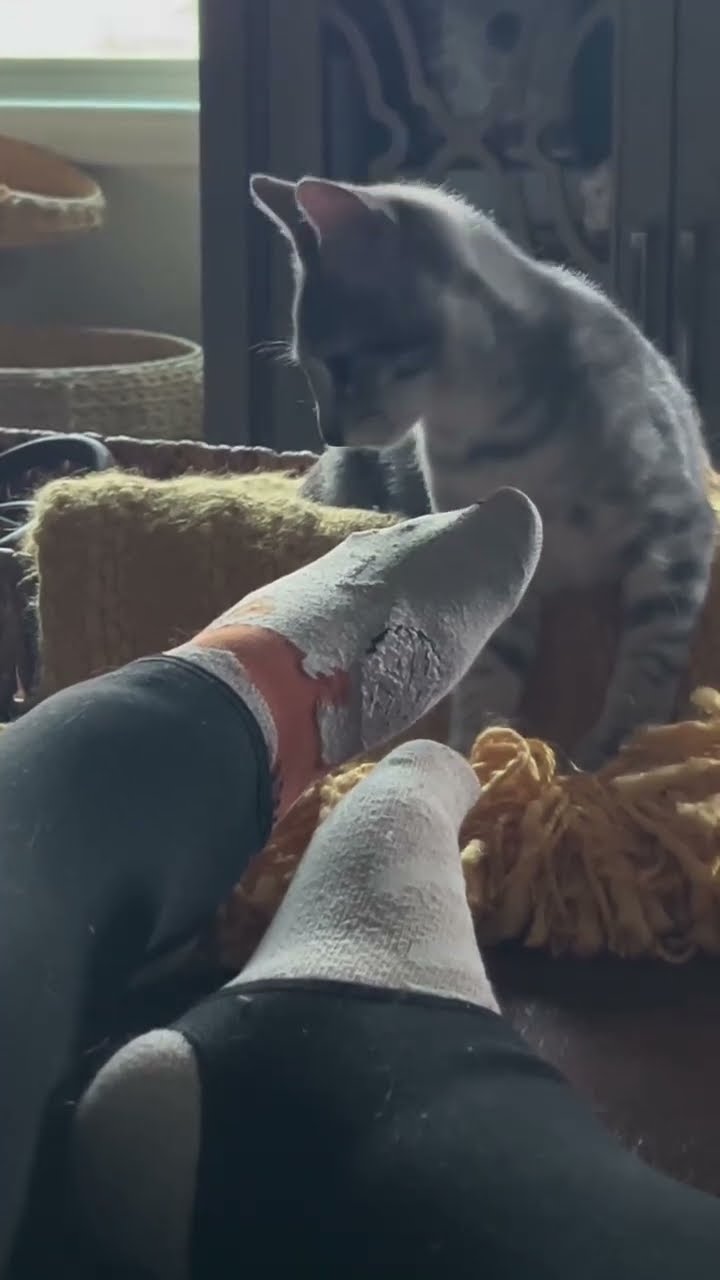 Très drôle le chat