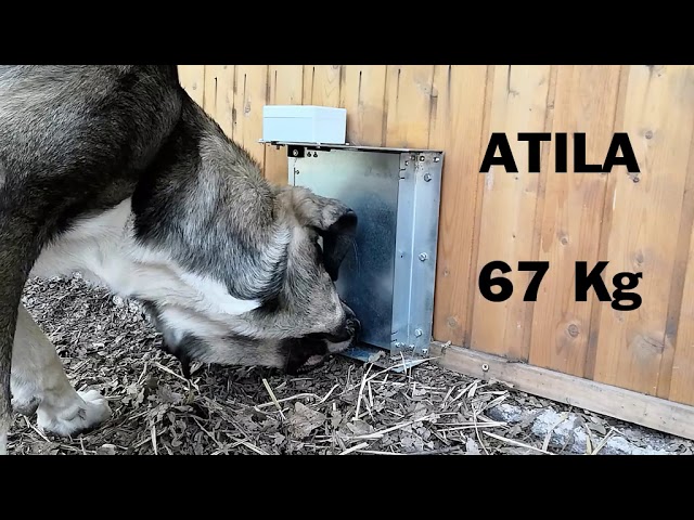 Cómo elegir la mejor puerta automática para gallinero? - Tienda Agrimatic