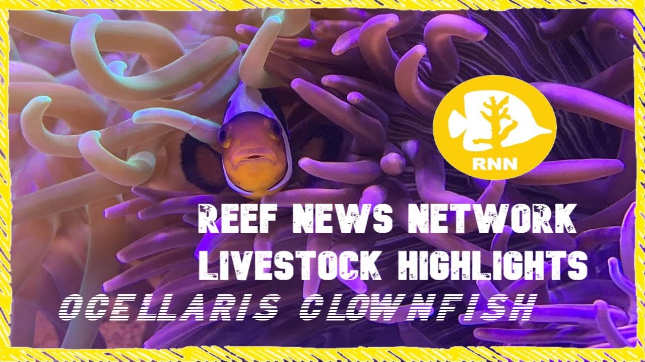 Reef News Network Livestock Highlights: Ocellaris Clownfish