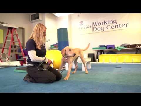 Video: Entrenamiento De La Próxima Generación De Perros De Búsqueda Y Rescate En El Penn Vet Working Dog Center