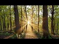 Golden Hour Forest - Spring Ambient - Melancholic (Long Mix)