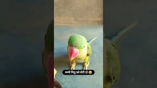 #parrot #mittoo #cute #parrottalking #funny #birds #parrots #shortsvideo @anjanasinghvlogs