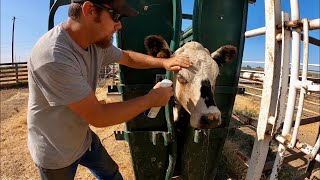 Identifying and Treating Pink Eye in Cattle, Plus Choosing Cull Cows!