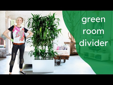 How To Create A Green Room Divider With Dracaena Lisa Plant