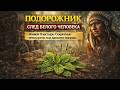 Скрытый код подорожника Что он на самом деле делает с вашей кожей 
