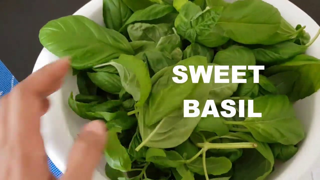 All about BASIL planting from cuttings and harvesting YouTube