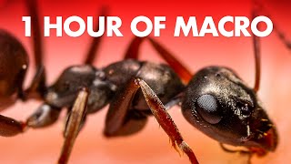 My Best Macro Photography Tips Compressed into 1 Hour