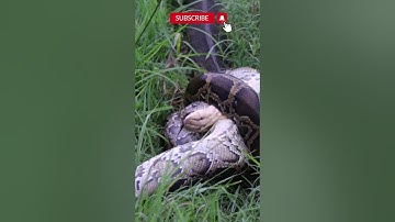 King Cobra Vs Python #snakevideo #snakefight #kingcobra #python