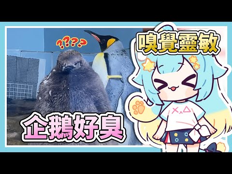 只有「她」可以不洗澡上我床！【Rumi/懶貓子】【Vtuber精華】