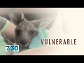 Australians are opening their homes to wildlife injured and orphaned in bushfires | 7.30