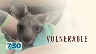 Australians are opening their homes to wildlife injured and orphaned in bushfires | 7.30