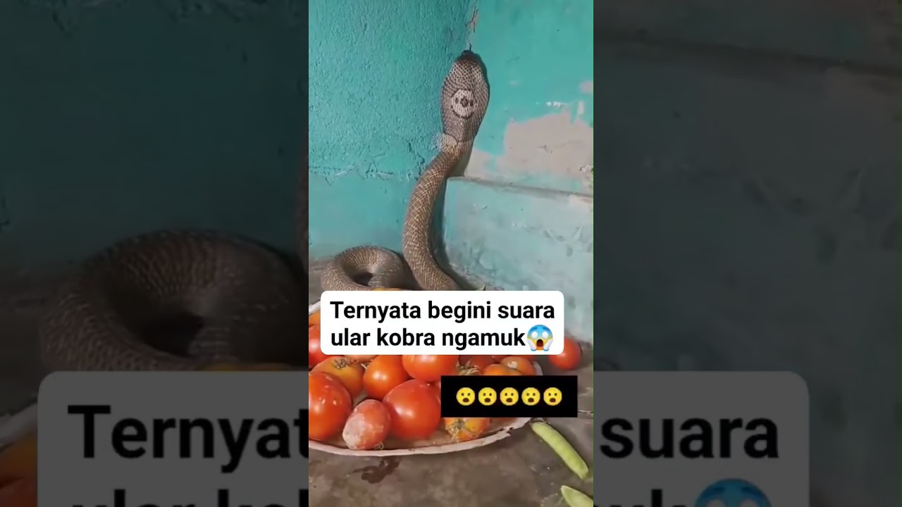 Ternyata begini suara ular kobra ngamuk 😱 