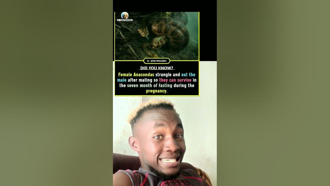 fun-facts-about-anacondas-fact-amazon-shorts-jungle-youtube