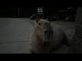 【LIVE】カピバラ＆ラマといっしょにお月見 Full moon night with capybaras and lamas