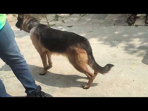 German shepherd female top quality for sale