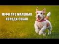 Міфи про маленькі породи собак