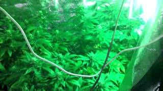 bid gro 3.0 the flower tent