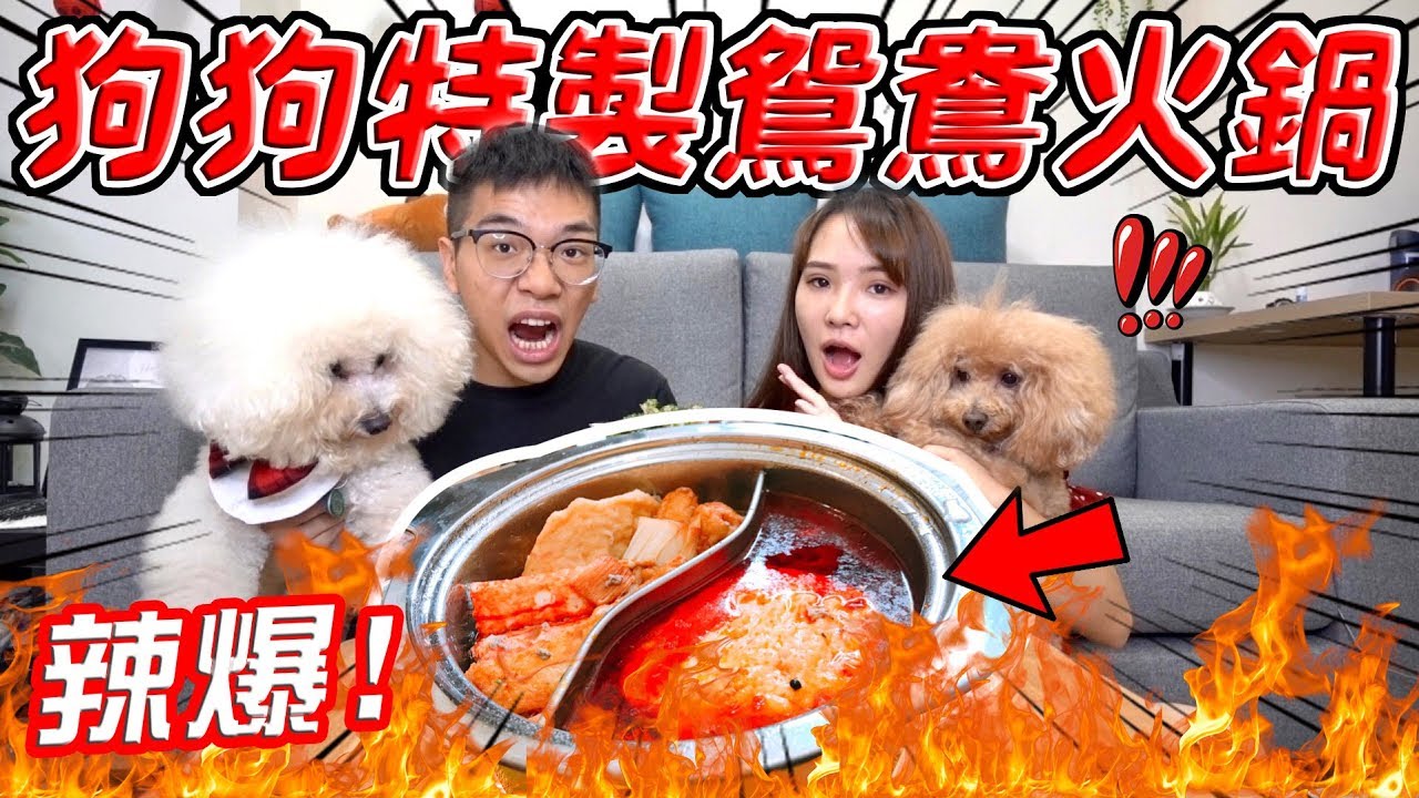 狗狗體驗超辣鴛鴦火鍋 愛犬的反應會是！？『三原JAPAN2000元挑戰火鍋套組』【希露弟弟啃雞腿】比熊 貴賓 Bichon Frise Poodle