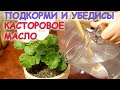 СРОЧНО подкорми и убедись как влияет КАСТОРОВОЕ масло на КОМНАТНЫЕ РАСТЕНИЯ?!