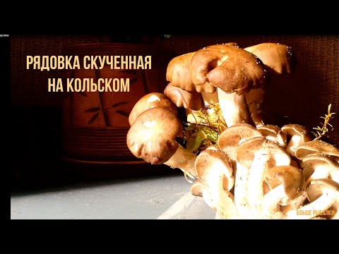 РЯДОВКА СКУЧЕННАЯ. Редкие грибы на Кольском. Нежный вкус / Fried Chicken Mushroom