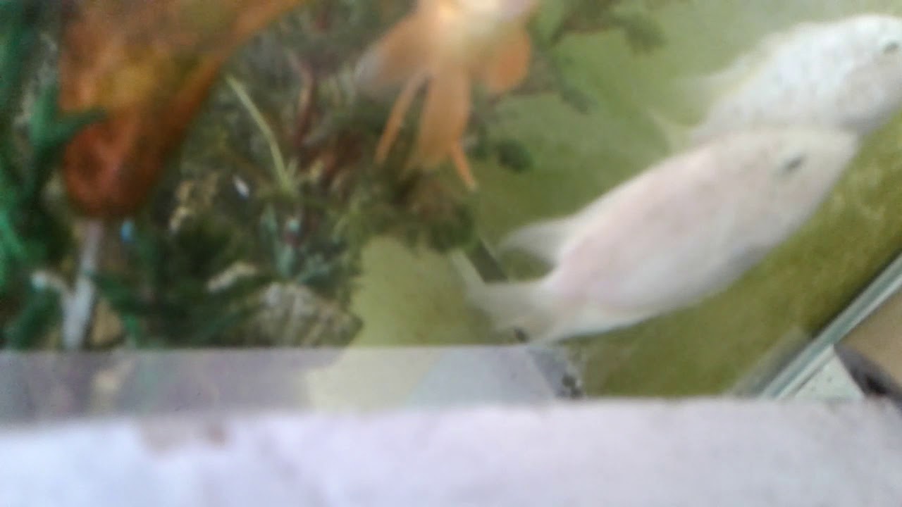 Parrot fish eat grass hopper!!! YouTube