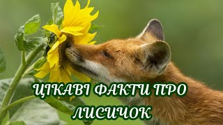 Цікаві Факти Про Лисичок Интересные Факты О Лисичках Interesting Facts About Foxes