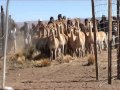 Manejo Sustentable de Vicuñas