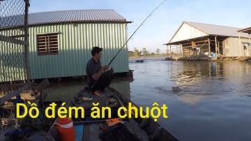 Câu cá dồ đém #8. Chuột nướng nước ương cá vẫn ăn.